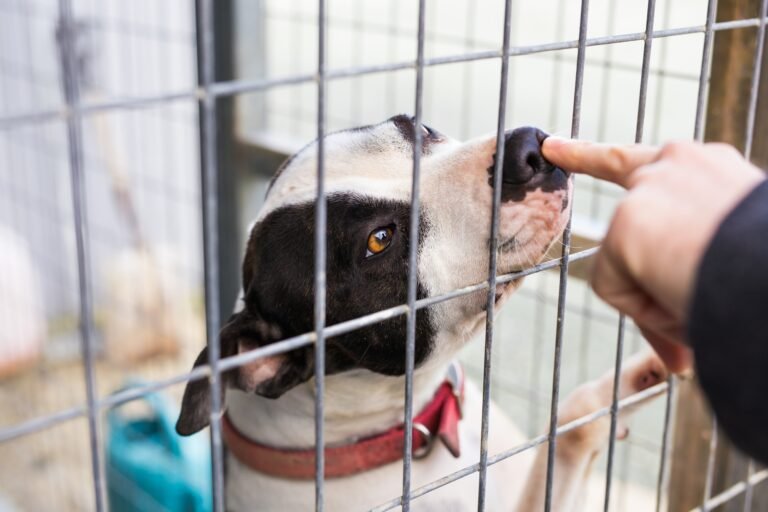 Close up of dog bulldog in a cage.