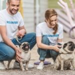 two volunteers of animals shelter palming pug dogs