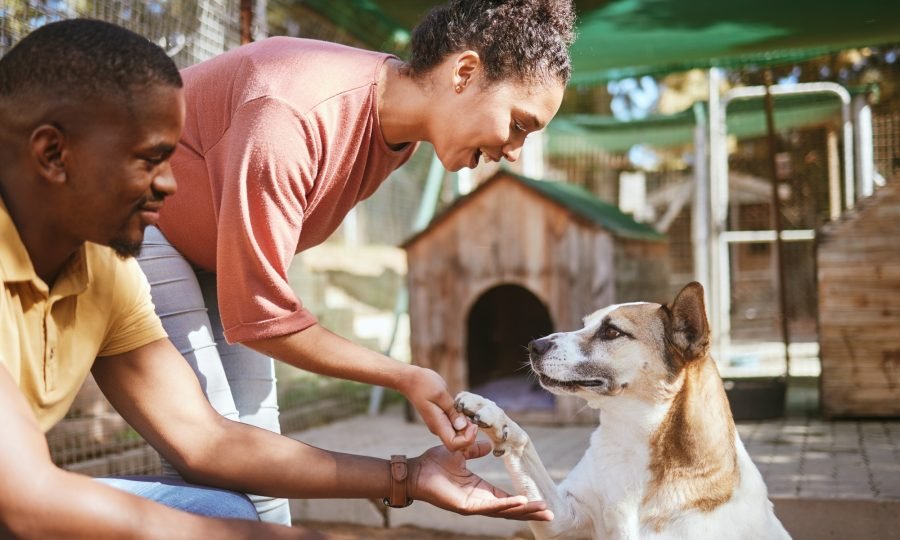 Black couple, love or petting dog in animal shelter, foster kennel or adoption center. Smile, happy
